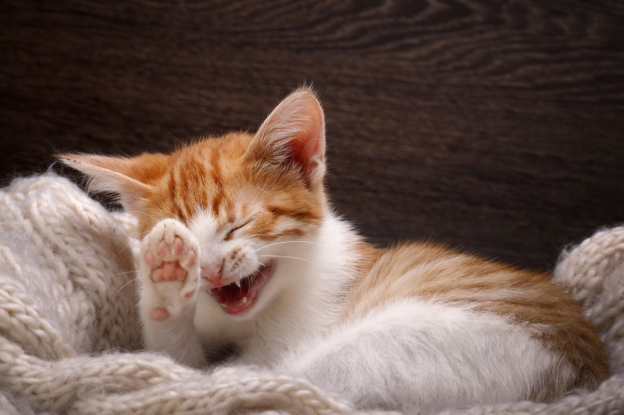 The Laughing Movement: Embracing Joy and Wellness Through Laughter