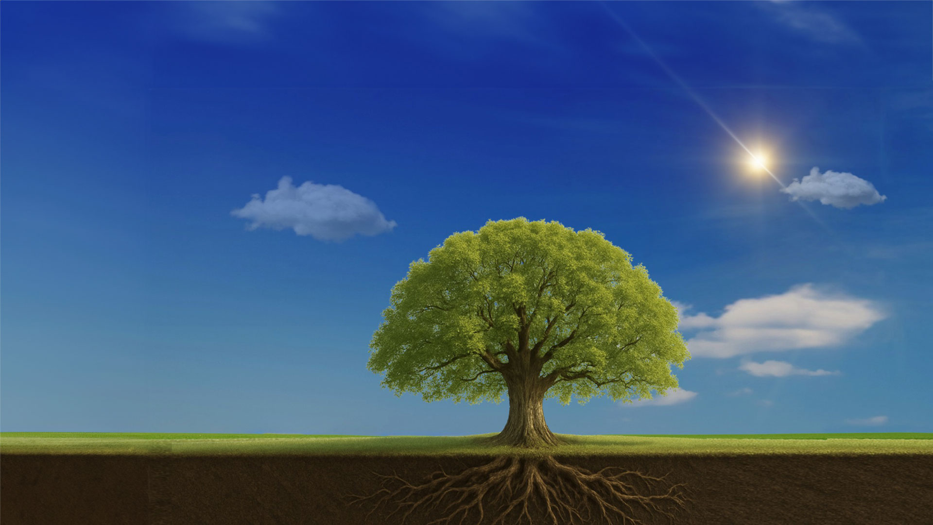 JYO-leadership-program-tree2